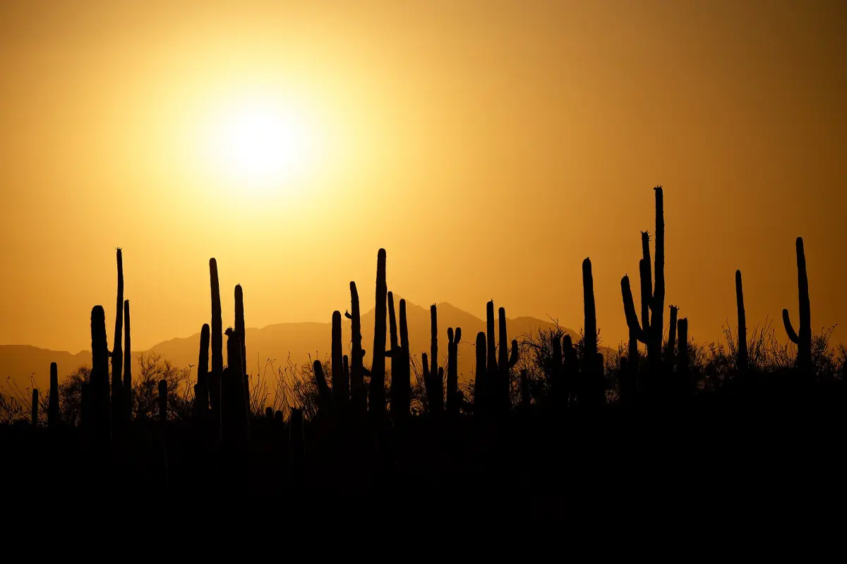Saguaro cacti at sunset in Saguaro National Park near Tucson